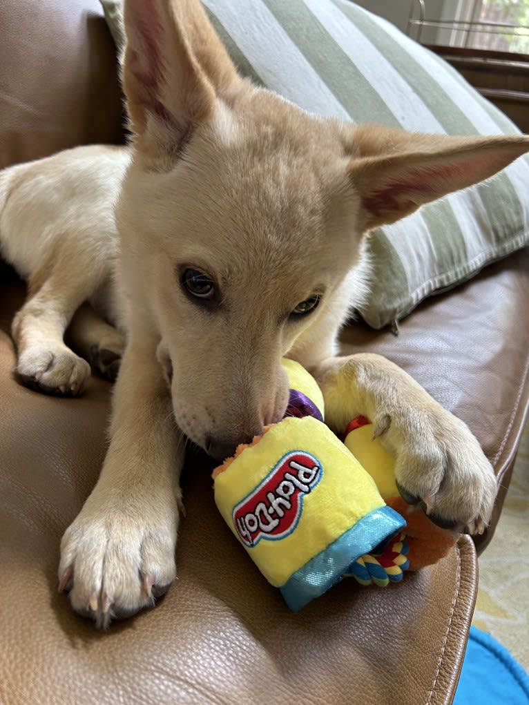 Junie B. Jones, a German Shepherd Dog and Australian Cattle Dog mix tested with EmbarkVet.com