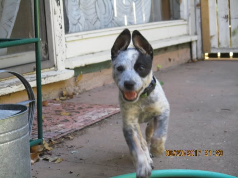 Prozac, an Australian Cattle Dog tested with EmbarkVet.com