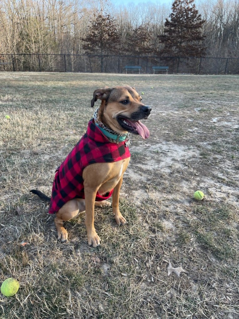 Jordi, an American Pit Bull Terrier and Treeing Walker Coonhound mix tested with EmbarkVet.com