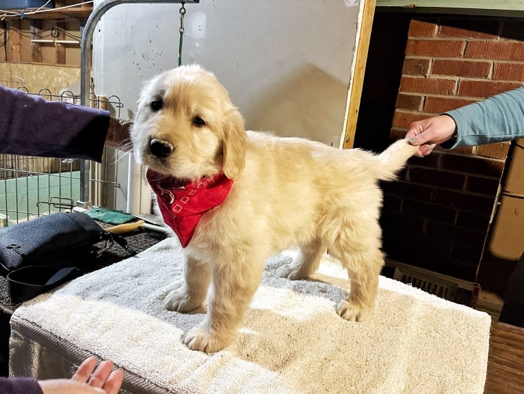 Alita, a Golden Retriever tested with EmbarkVet.com