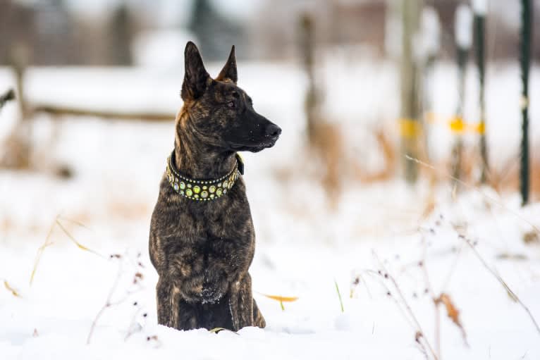 Rogue, a Dutch Shepherd tested with EmbarkVet.com