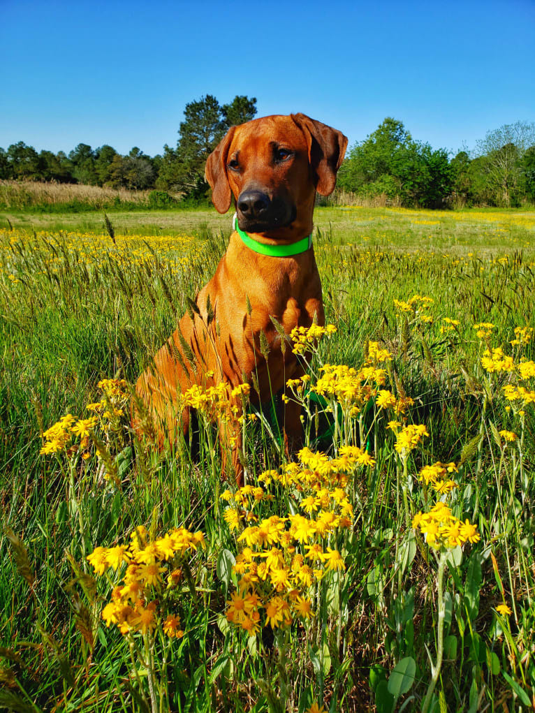 Willow, a Rhodesian Ridgeback tested with EmbarkVet.com