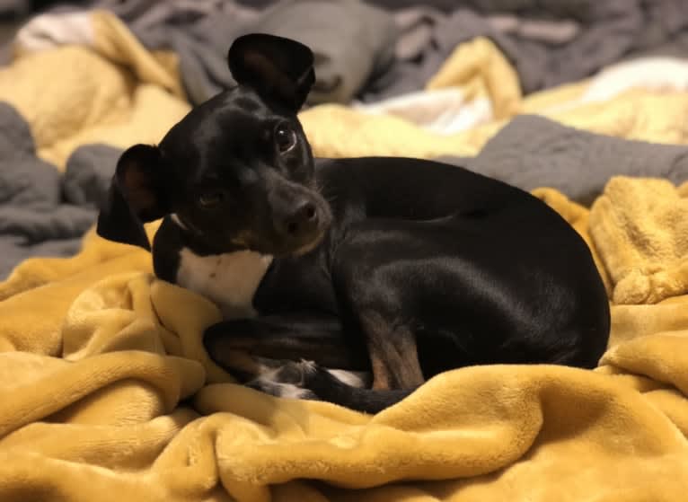Lolli, a Rat Terrier and Chihuahua mix tested with EmbarkVet.com