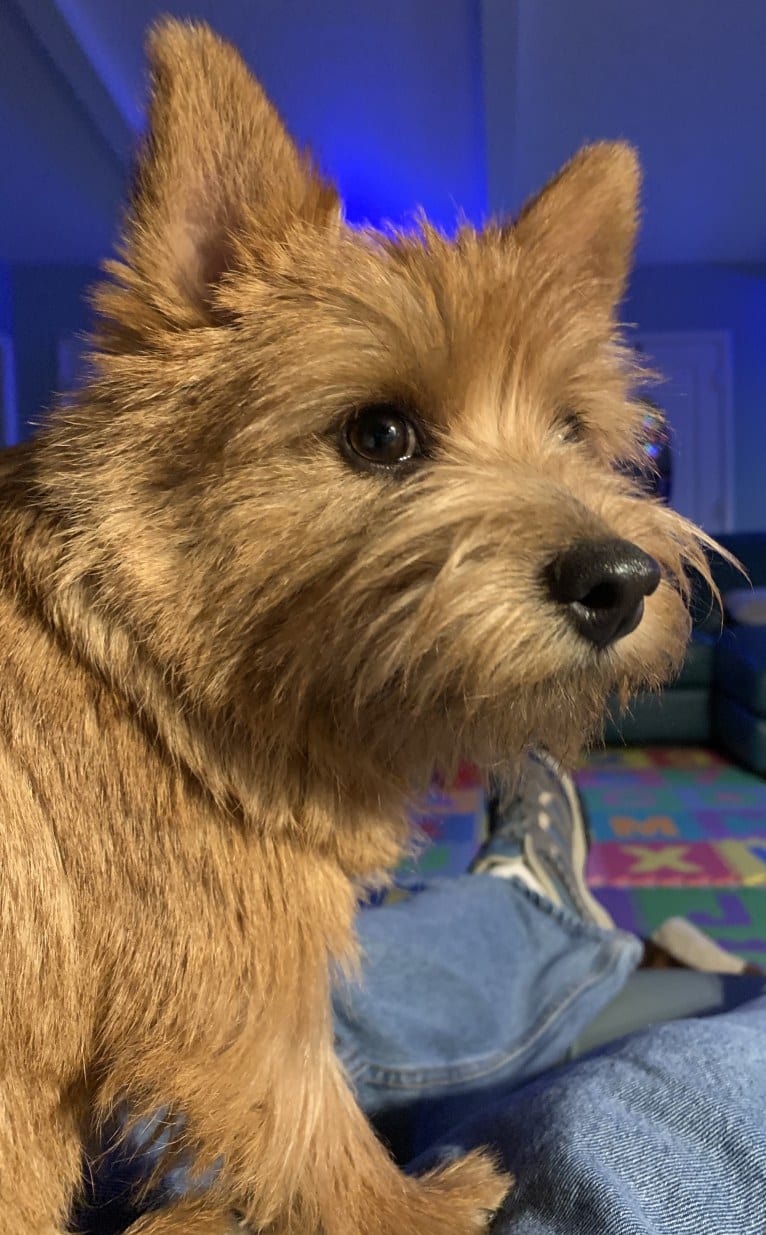 Cali, a Norwich Terrier tested with EmbarkVet.com