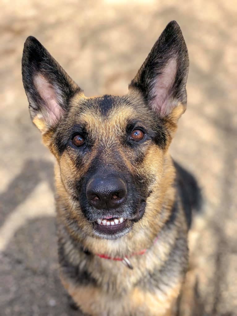 Ava Lynch, a German Shepherd Dog tested with EmbarkVet.com