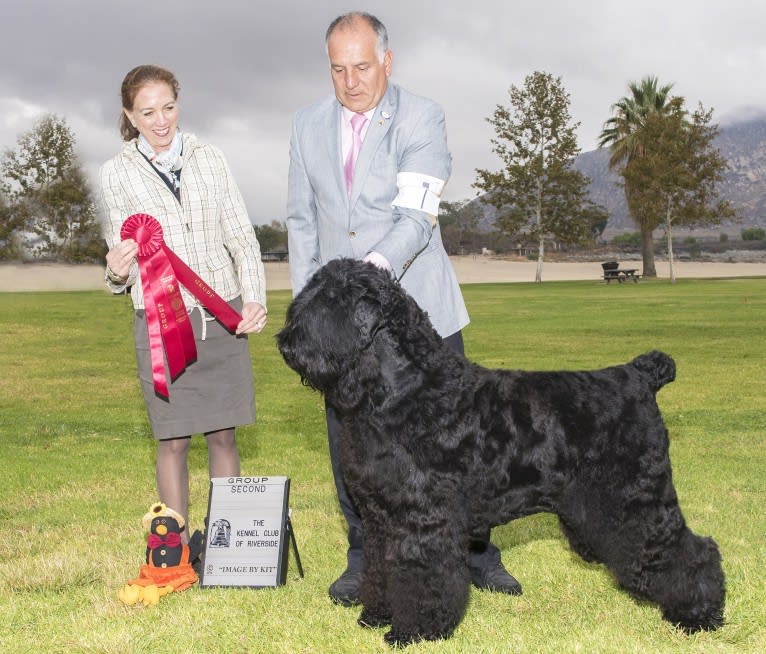 Thatch, a Black Russian Terrier tested with EmbarkVet.com