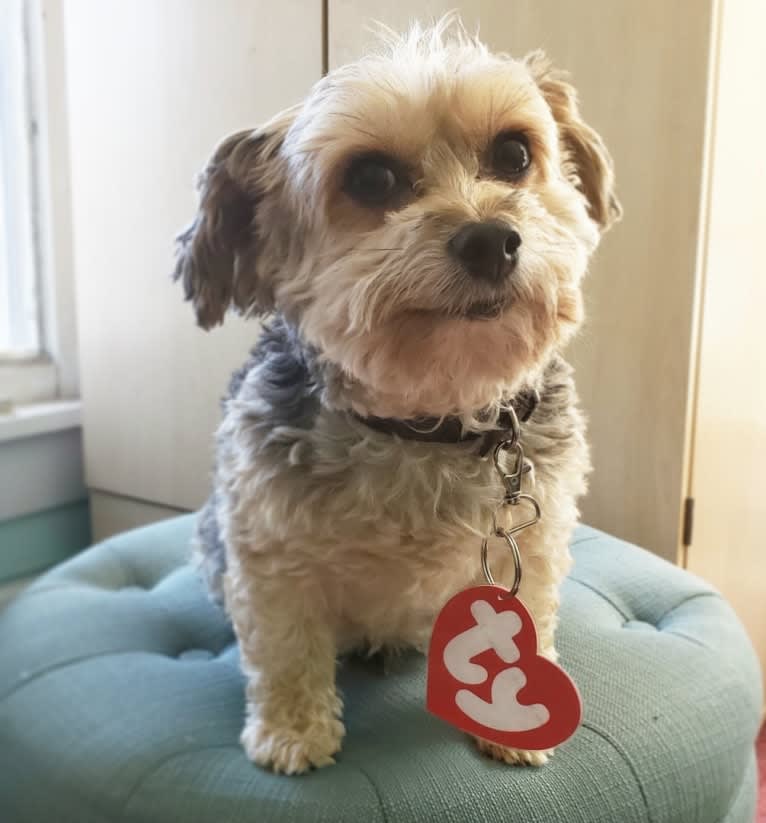 Mahrli, a Bichon Frise and Yorkshire Terrier mix tested with EmbarkVet.com