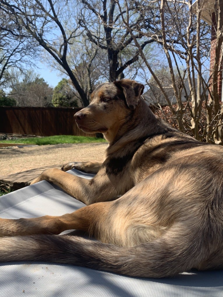 Bauer, an Australian Cattle Dog and Catahoula Leopard Dog mix tested with EmbarkVet.com