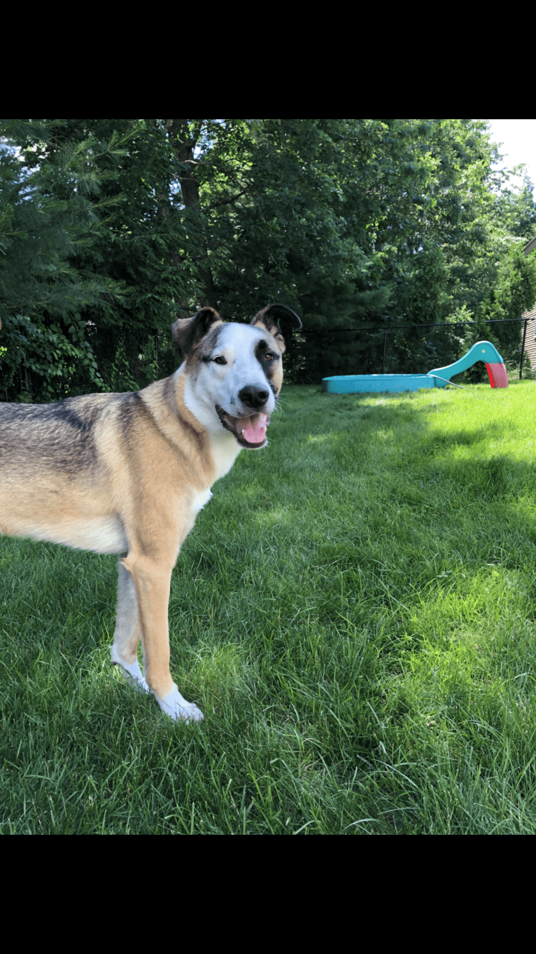 Nisso, a West Asian Village Dog tested with EmbarkVet.com