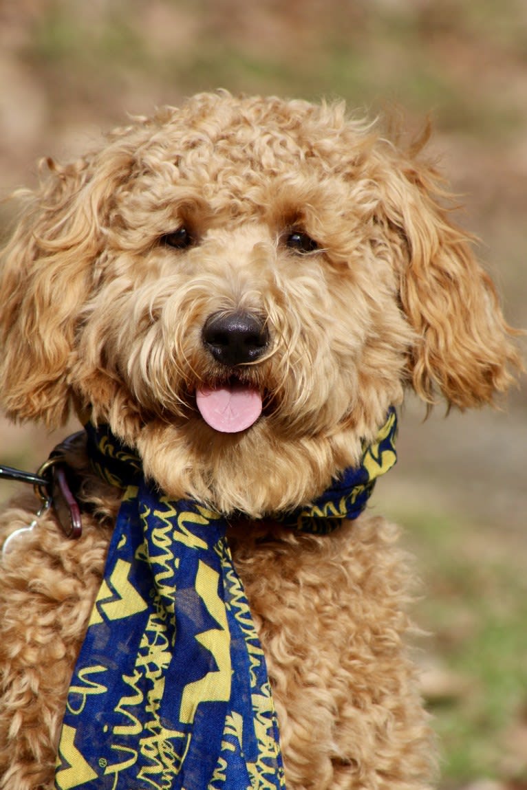 Charly, a Goldendoodle tested with EmbarkVet.com