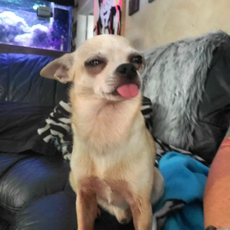 Boomer, a Chihuahua and Rat Terrier mix tested with EmbarkVet.com