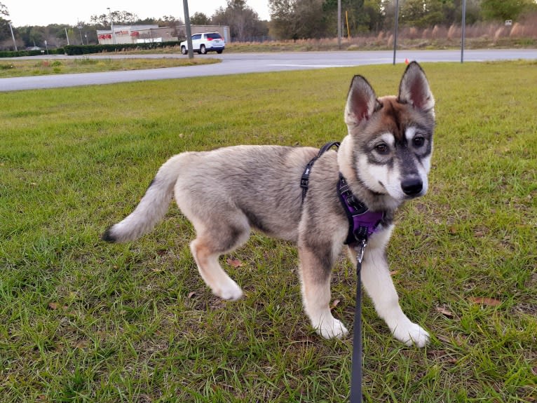 Leila, a Siberian Husky tested with EmbarkVet.com