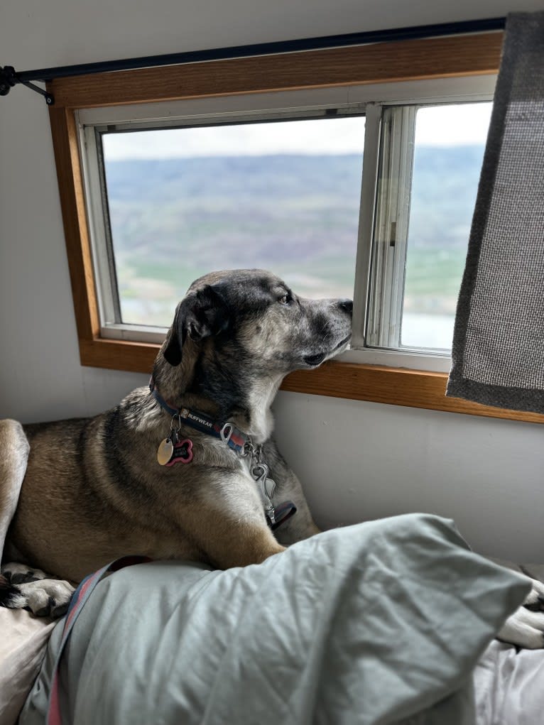 Pepper Ann, an American Bulldog and Siberian Husky mix tested with EmbarkVet.com