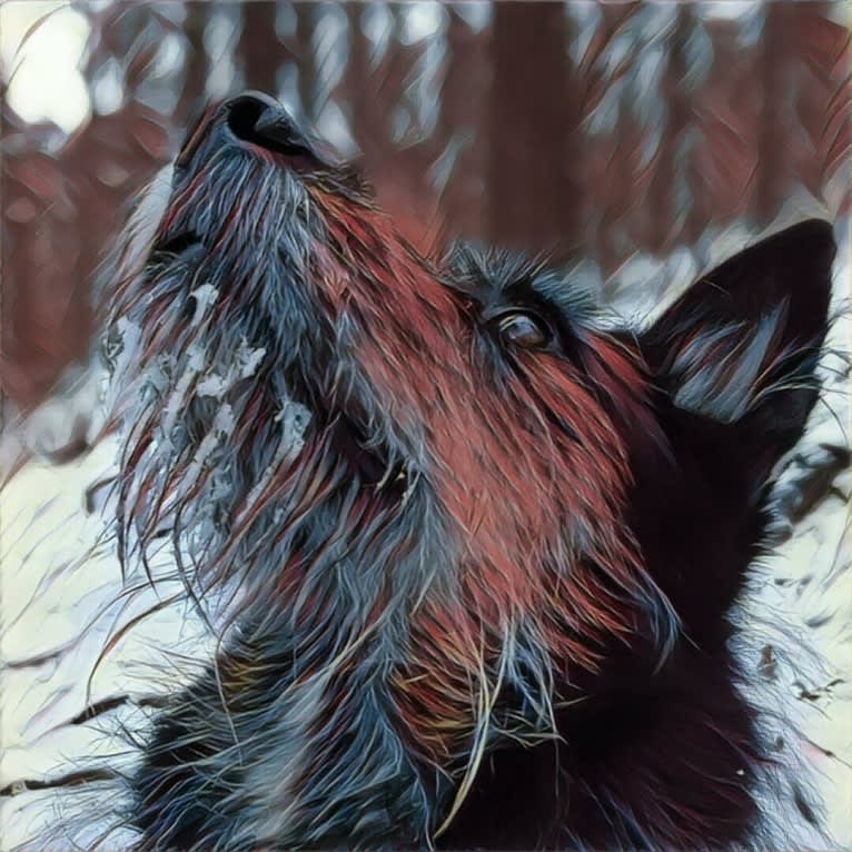 Shakedown, a Siberian Husky and German Shepherd Dog mix tested with EmbarkVet.com