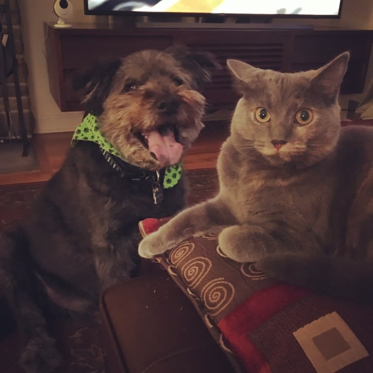 Boscoe, a Standard Schnauzer and Chinese Shar-Pei mix tested with EmbarkVet.com