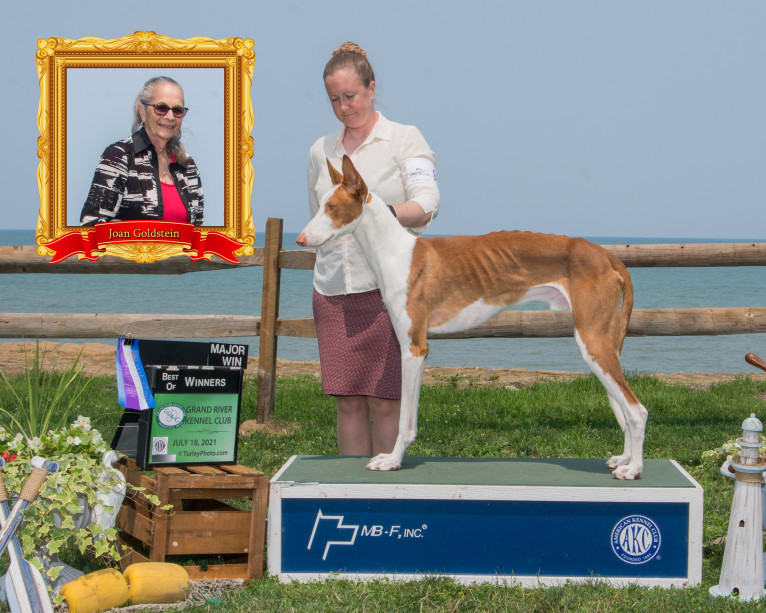 Legend, an Ibizan Hound tested with EmbarkVet.com