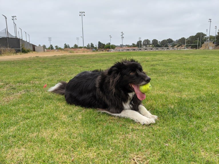 Bella, a Border Collie and Pembroke Welsh Corgi mix tested with EmbarkVet.com