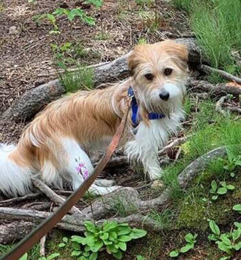 Winham’s Cowboy Cody of Cowgirl Cotons, a Coton de Tulear tested with EmbarkVet.com