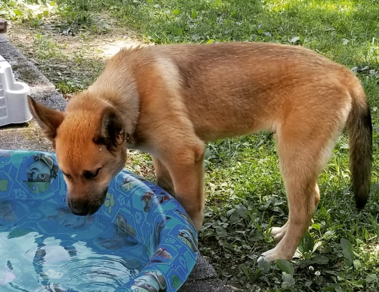 Canyon, a Siberian Husky and Saint Bernard mix tested with EmbarkVet.com