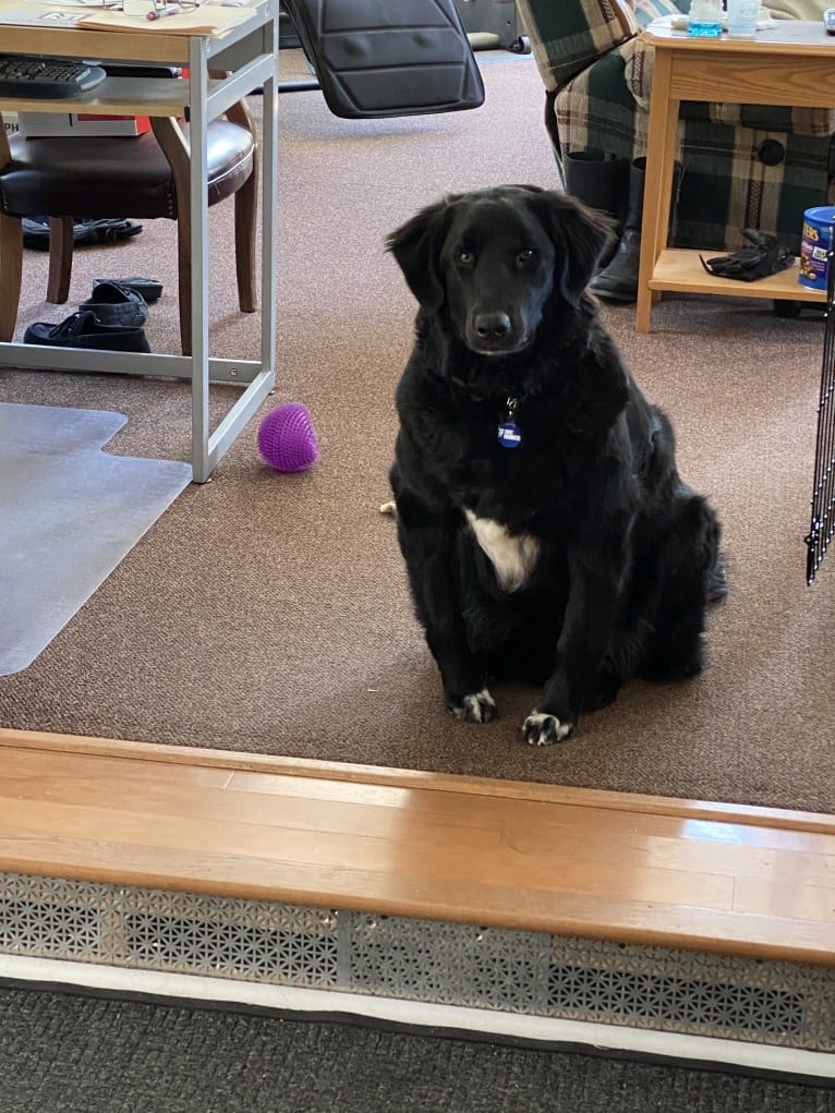 Care Bear Ross, a Labrador Retriever and Australian Cattle Dog mix tested with EmbarkVet.com