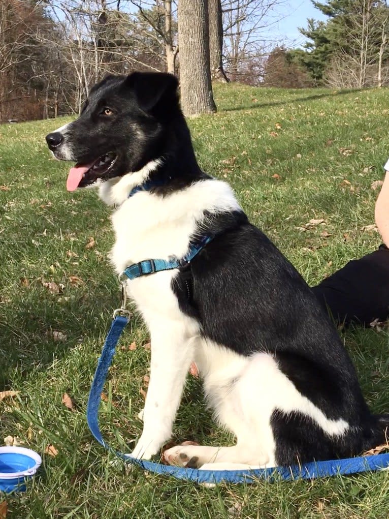 Sully, an Australian Shepherd and Norwegian Elkhound mix tested with EmbarkVet.com