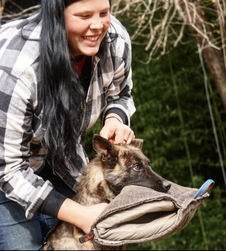 Jinx Van Patriot, a Dutch Shepherd and German Shepherd Dog mix tested with EmbarkVet.com