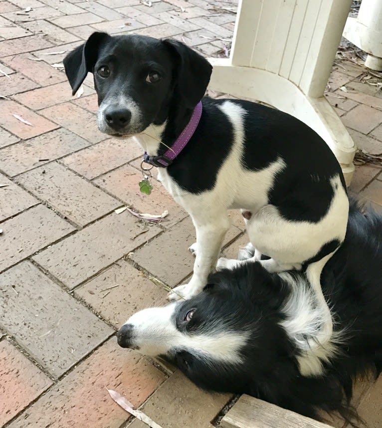 Mojo, a Russell-type Terrier and Chihuahua mix tested with EmbarkVet.com