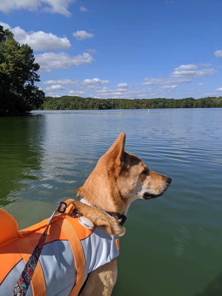 Apollo, a Jindo tested with EmbarkVet.com