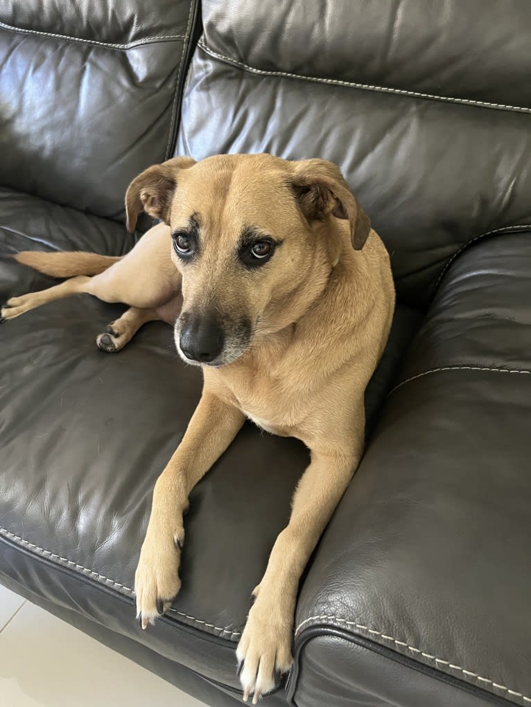 Seya, an American Village Dog tested with EmbarkVet.com