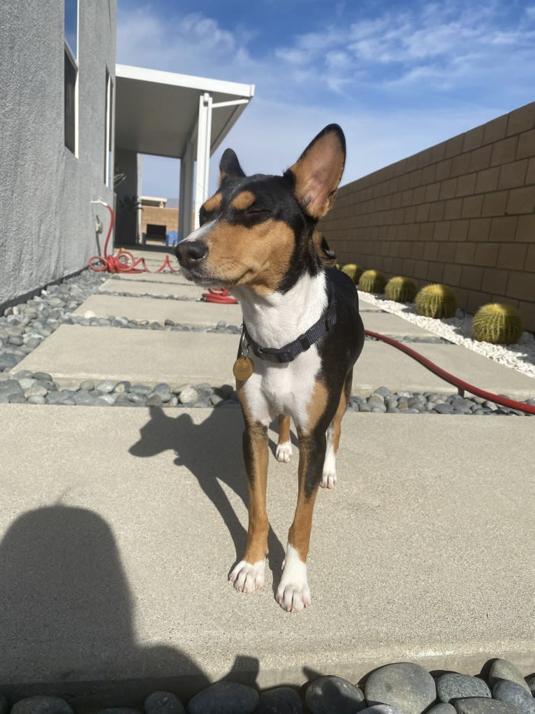 Koda, a Basenji tested with EmbarkVet.com