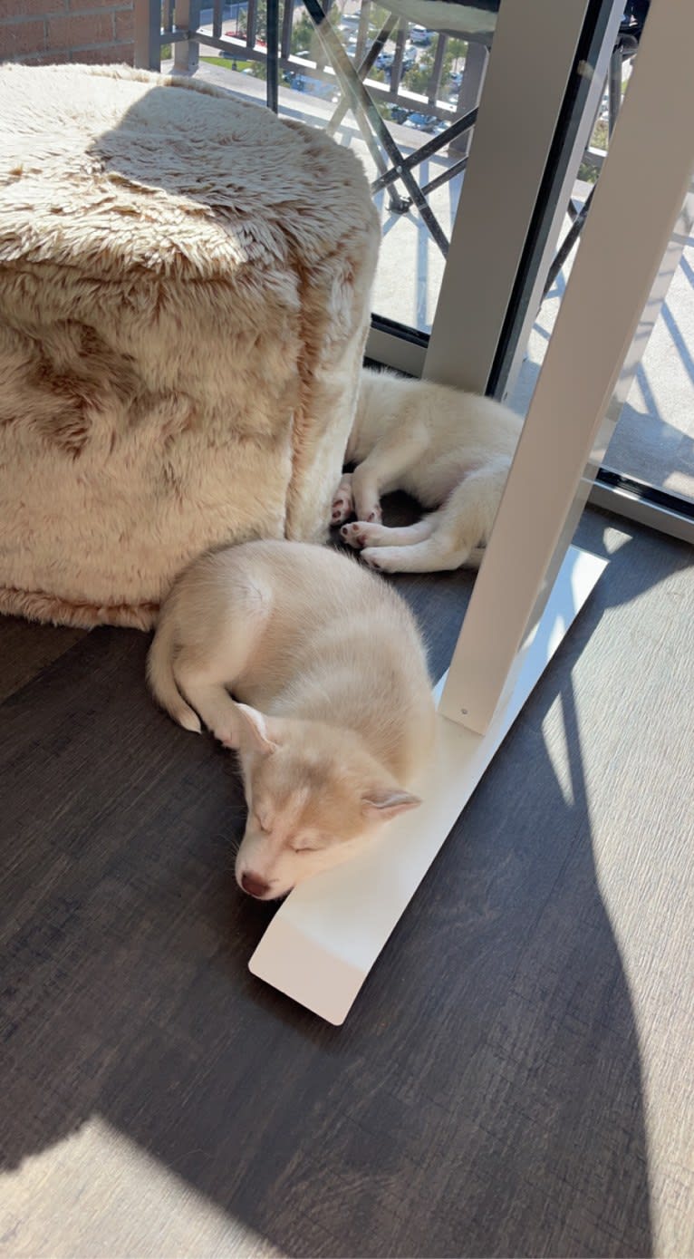 Azul, a Siberian Husky and Alaskan Malamute mix tested with EmbarkVet.com