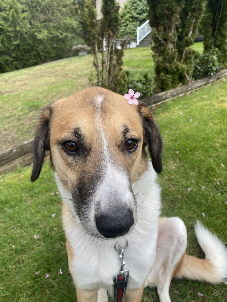 Milo, a West Asian Village Dog tested with EmbarkVet.com