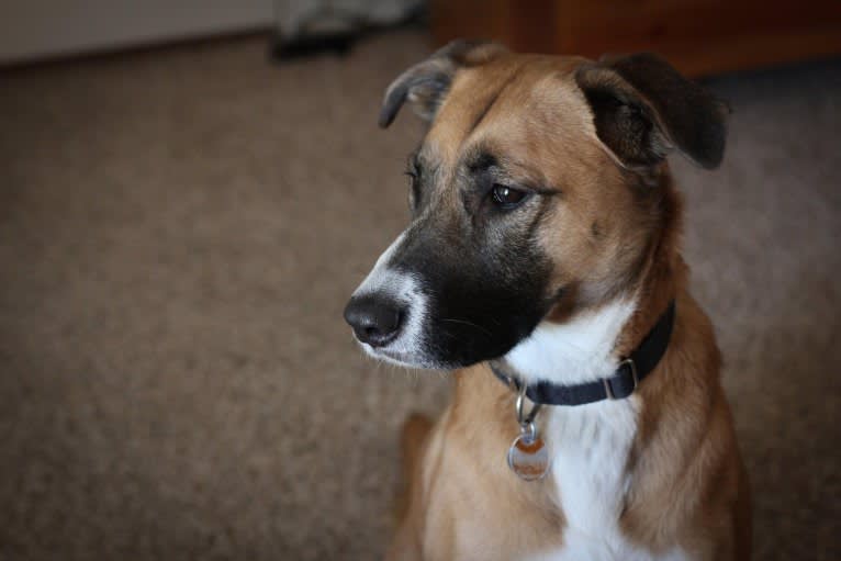 Harley, an American Pit Bull Terrier and Chow Chow mix tested with EmbarkVet.com