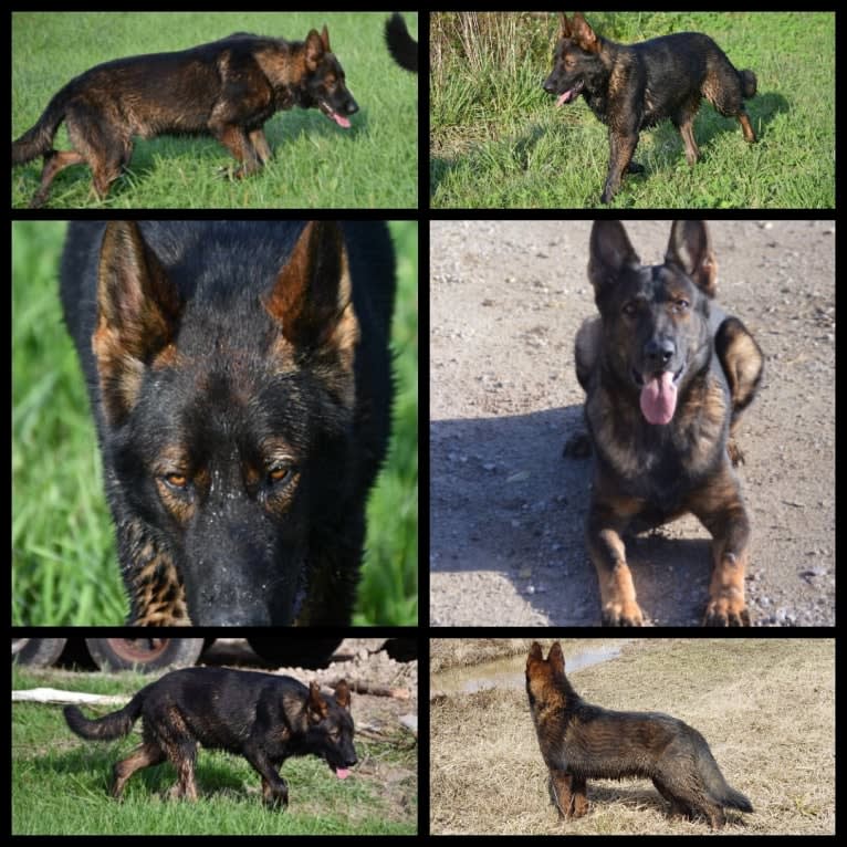 Ammo Vom Blackjack, a German Shepherd Dog tested with EmbarkVet.com