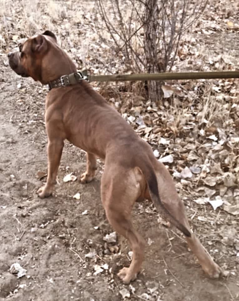 Storm King, an American Bully tested with EmbarkVet.com