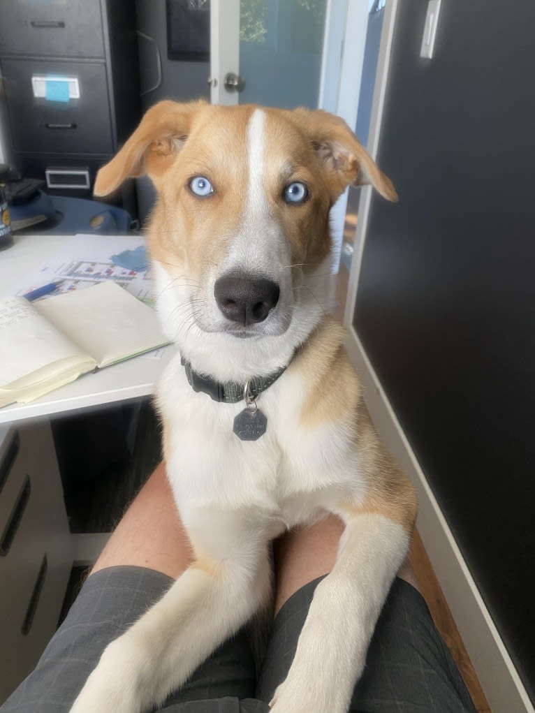 Kayce, a Siberian Husky and Alaskan-type Husky mix tested with EmbarkVet.com