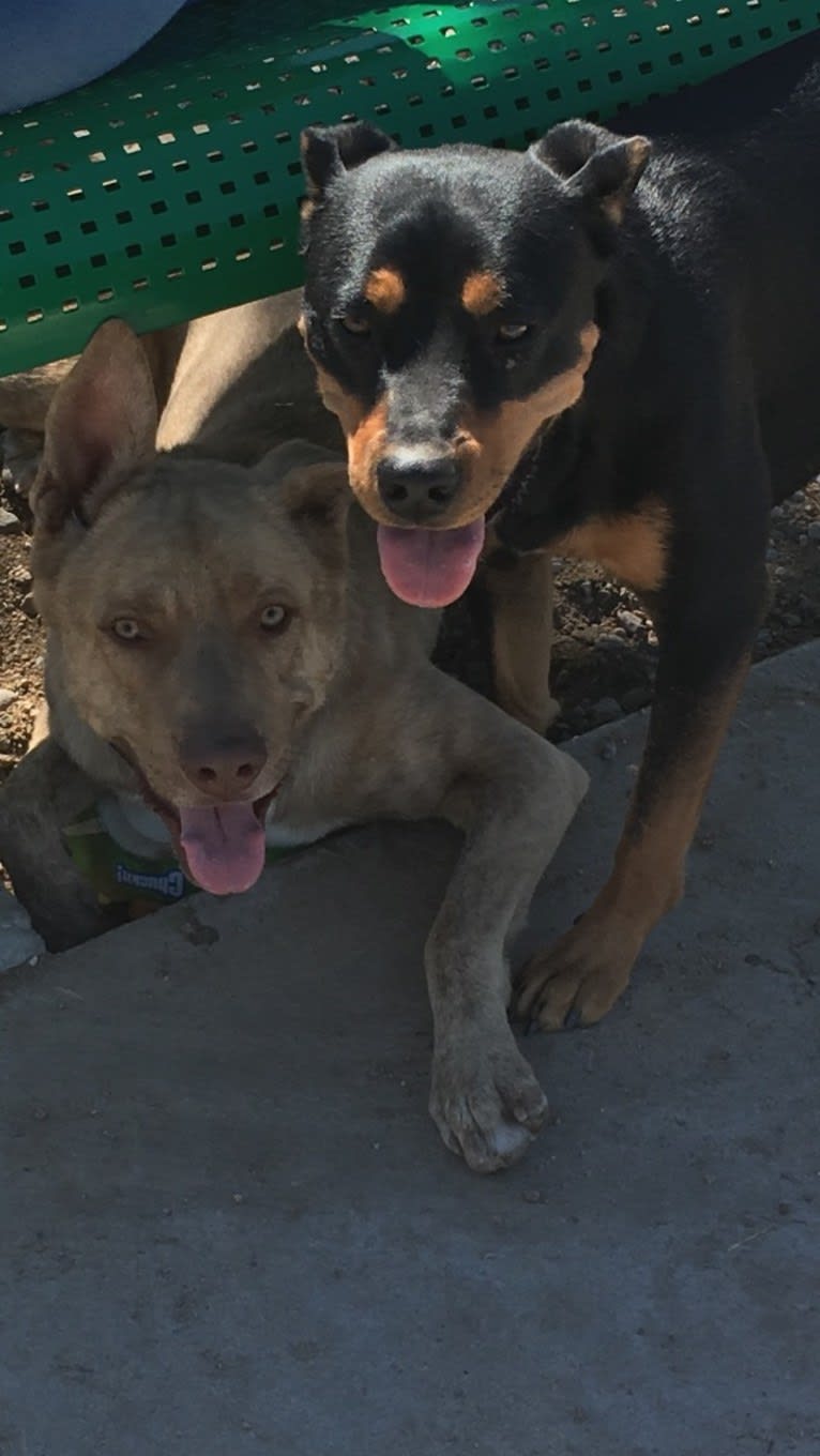Toronto, a German Shepherd Dog and American Pit Bull Terrier mix tested with EmbarkVet.com