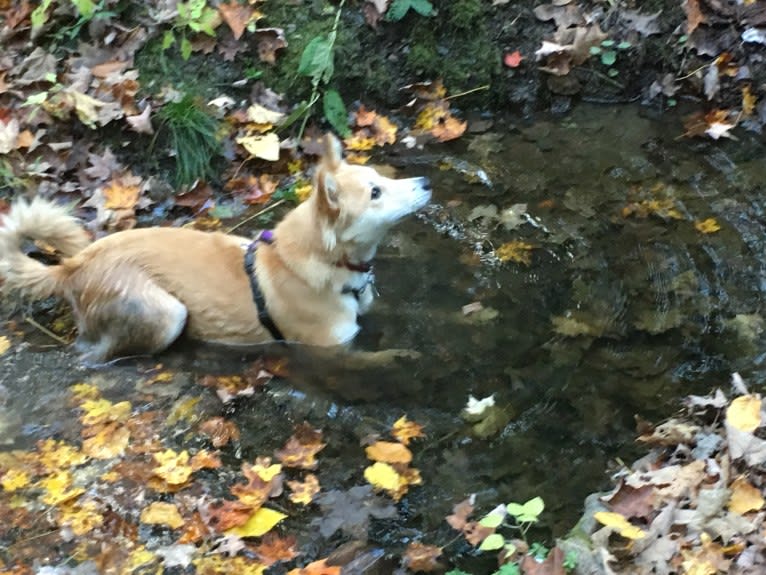 Ashna, a South Asian Village Dog tested with EmbarkVet.com