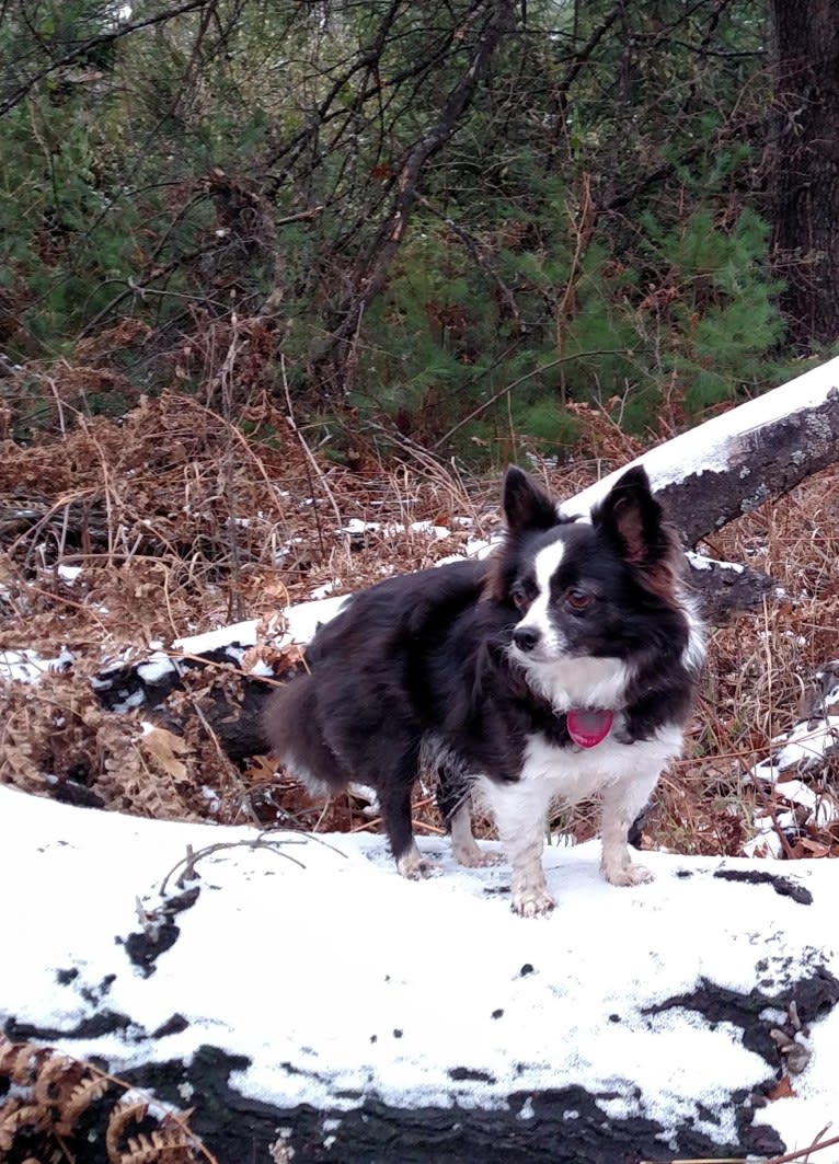 Daisy, a Chihuahua tested with EmbarkVet.com