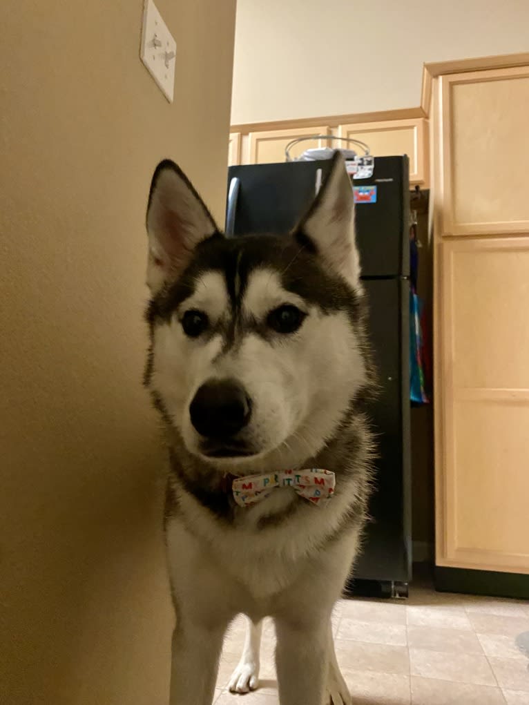 Storm, a Siberian Husky and American Pit Bull Terrier mix tested with EmbarkVet.com