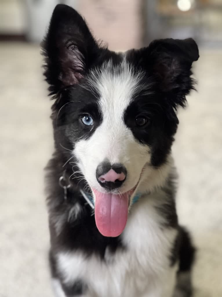 Blue, a Border Collie tested with EmbarkVet.com