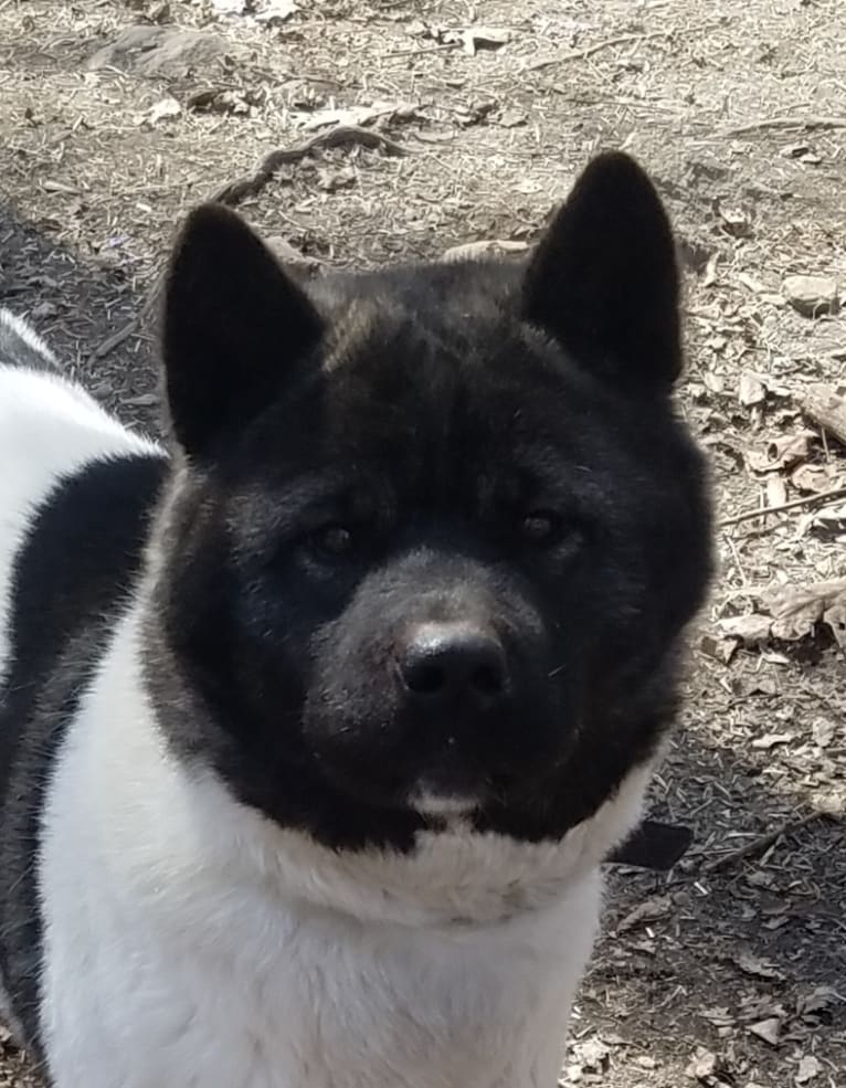 Sansa, an Akita tested with EmbarkVet.com