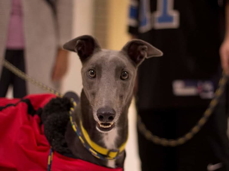 Whiskey, a Greyhound tested with EmbarkVet.com