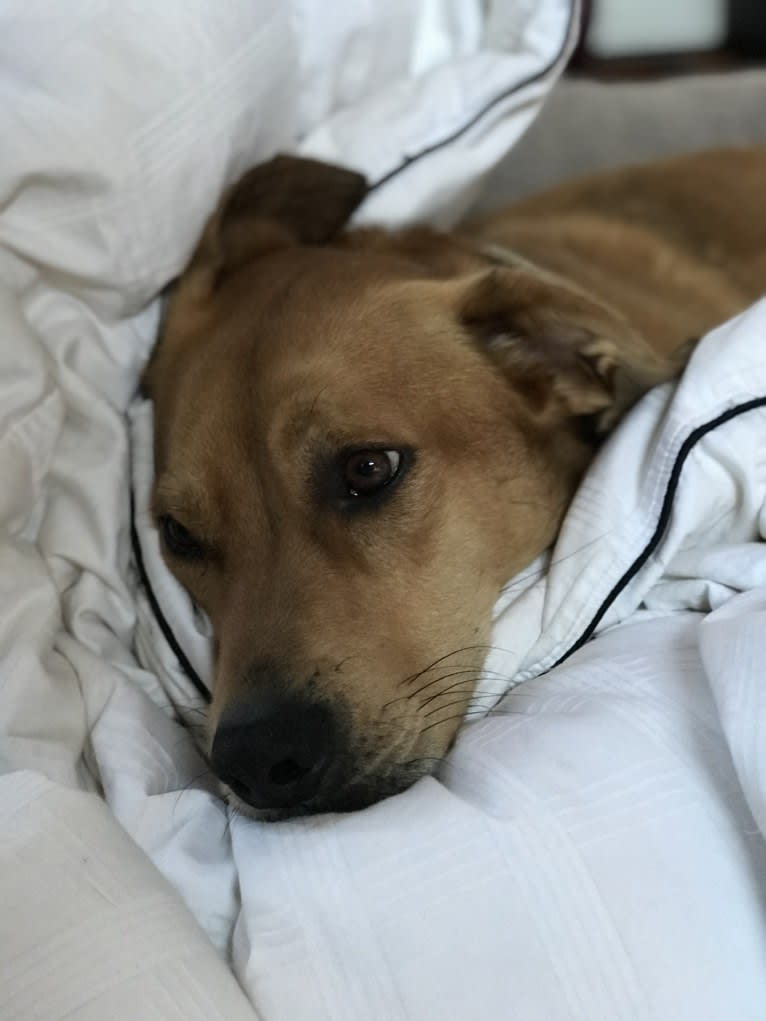 Jax, an Alaskan Malamute and American Pit Bull Terrier mix tested with EmbarkVet.com