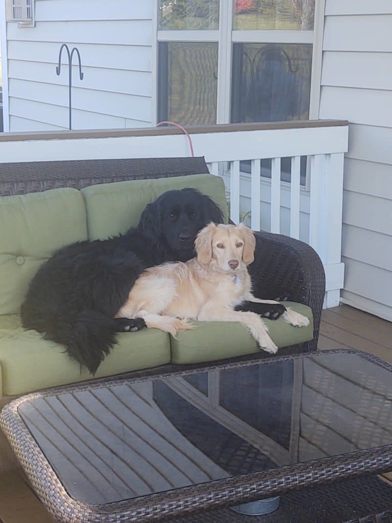 Molly, a Newfoundland tested with EmbarkVet.com