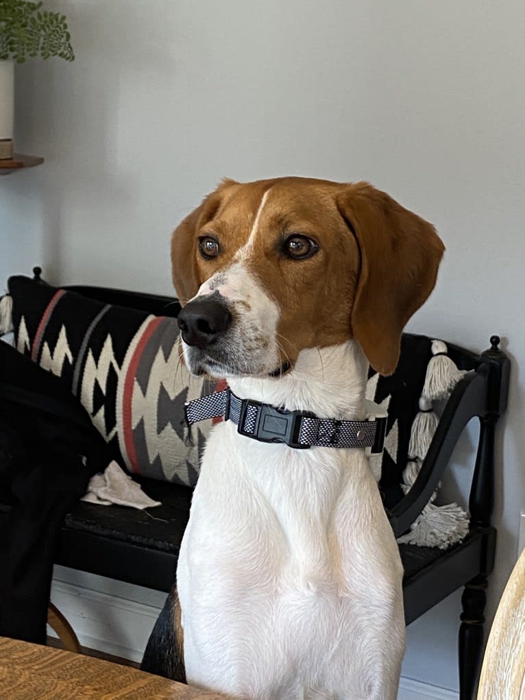 Chessy, a Beagle and American Foxhound mix tested with EmbarkVet.com