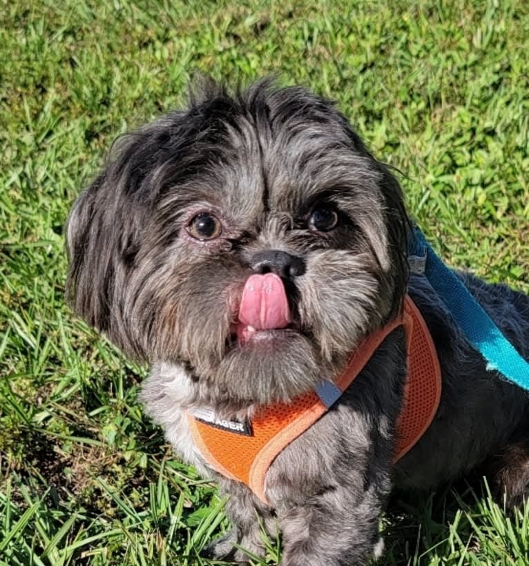 Morpheus, a Shih Tzu tested with EmbarkVet.com