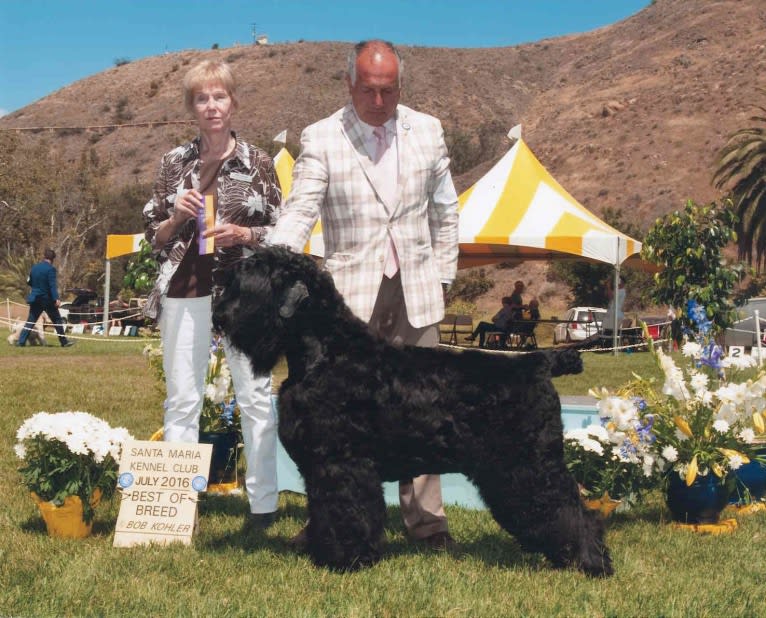 Thatch, a Black Russian Terrier tested with EmbarkVet.com