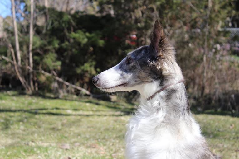 Twig, a Silken Windhound tested with EmbarkVet.com