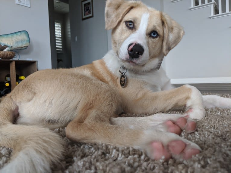 Archie, an Australian Shepherd and Jindo mix tested with EmbarkVet.com